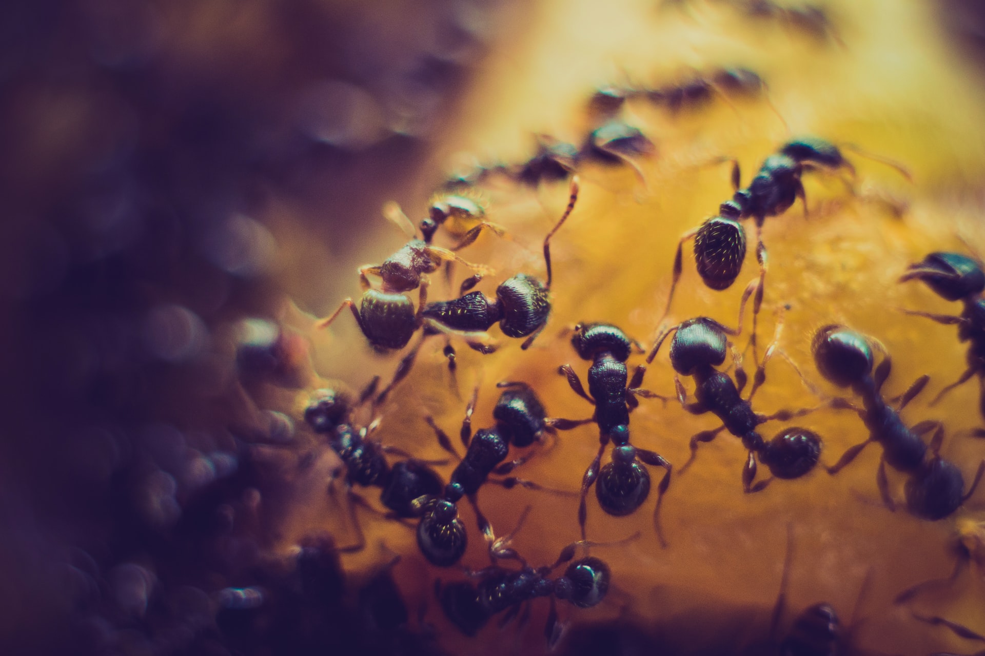 Kodin tuholaisia, kuten muurahaisia, voi ennaltaehkäistä pitämällä huolta yleisestä siisteydestä.